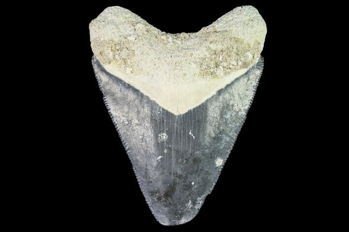 Fossil Megalodon Tooth - Florida #108415